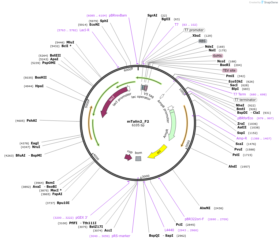 111030-plasmid-map-sequence-id-212956