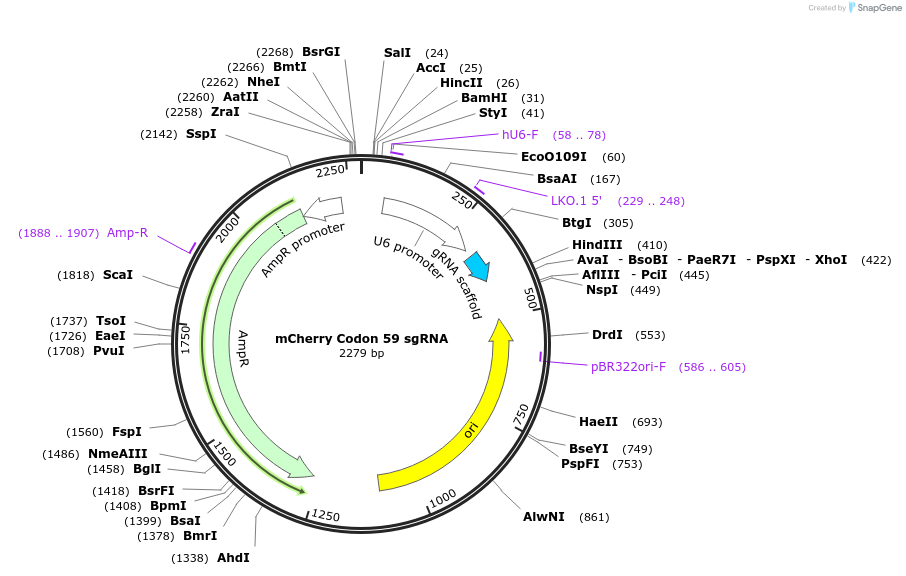 109431-plasmid-map-sequence-id-212958