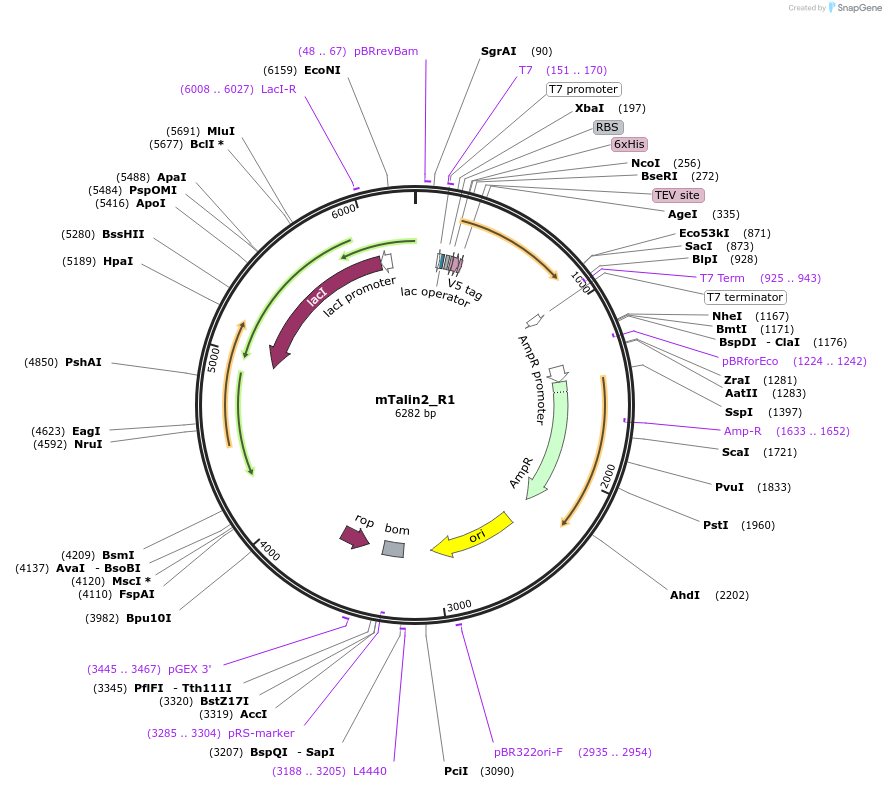 111033-plasmid-map-sequence-id-212959