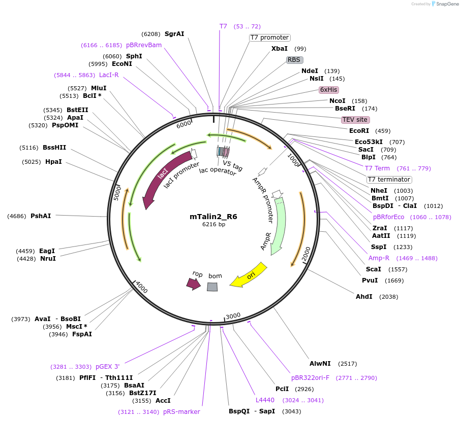 111038-plasmid-map-sequence-id-212961