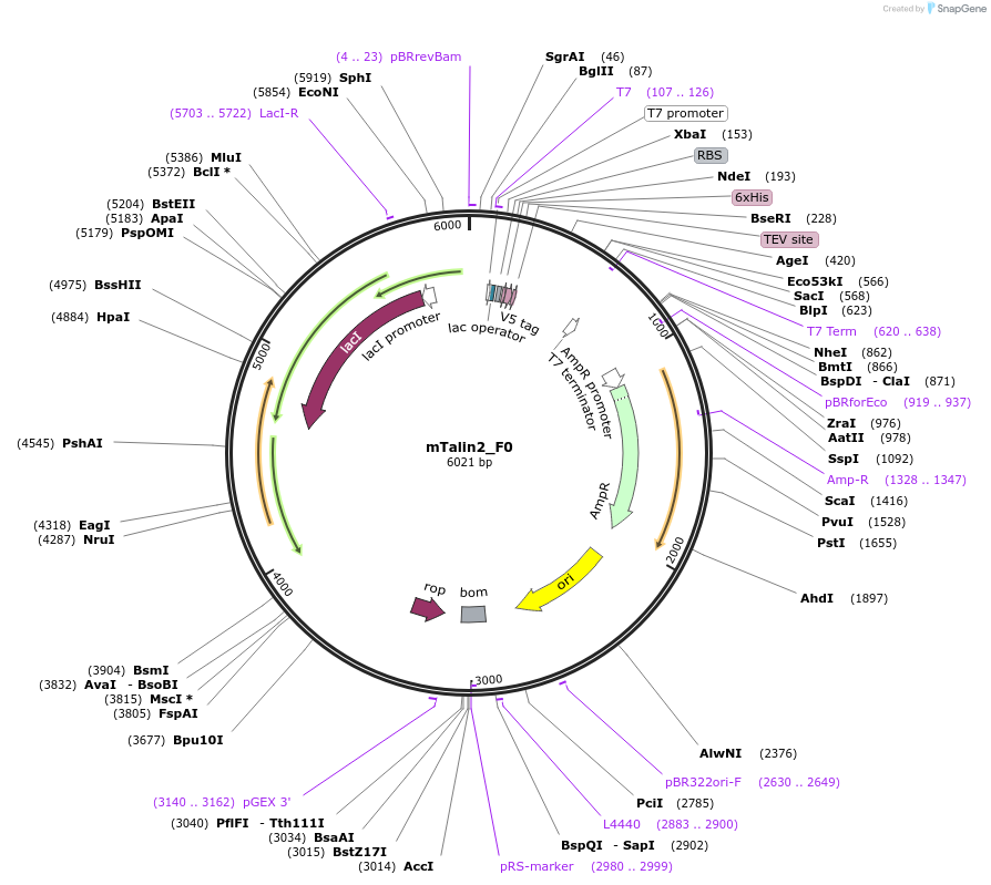 111028-plasmid-map-sequence-id-212963