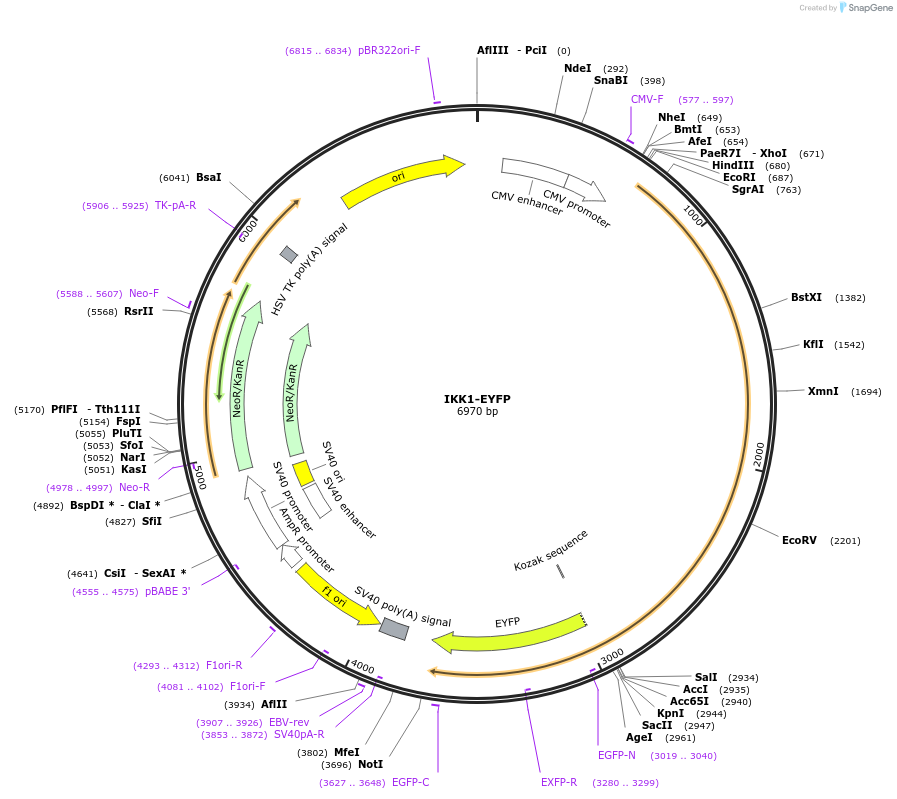 111206-plasmid-map-sequence-id-212965