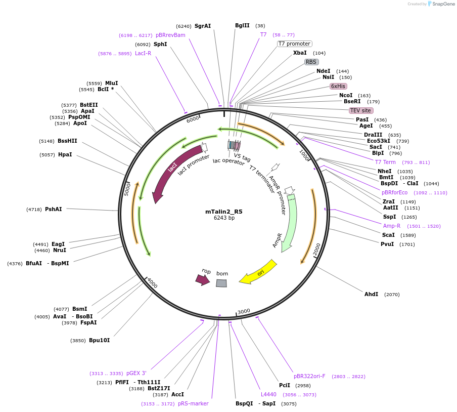 111037-plasmid-map-sequence-id-212970