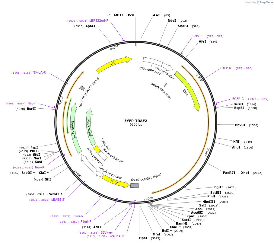 111203-plasmid-map-sequence-id-212975
