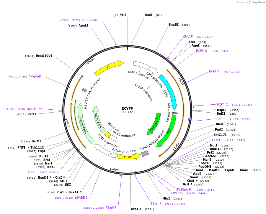 111204-plasmid-map-sequence-id-212981