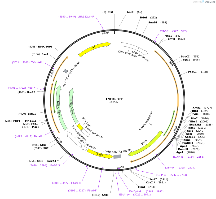 111209-plasmid-map-sequence-id-212987