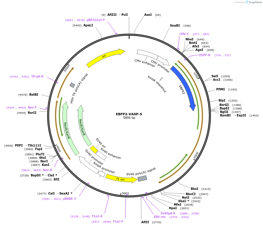 55251-plasmid-map-sequence-id-212996