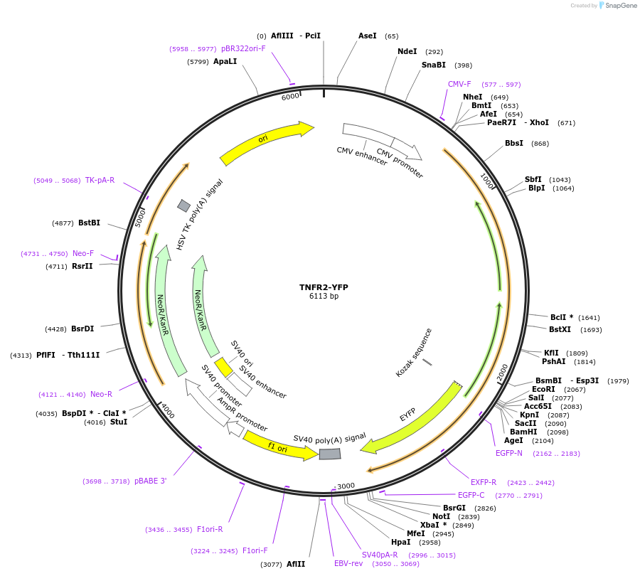111210-plasmid-map-sequence-id-212997
