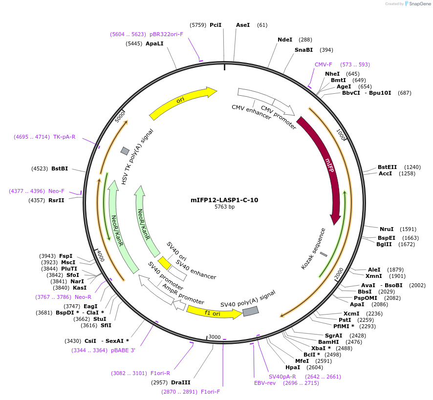 56257-plasmid-map-sequence-id-213000