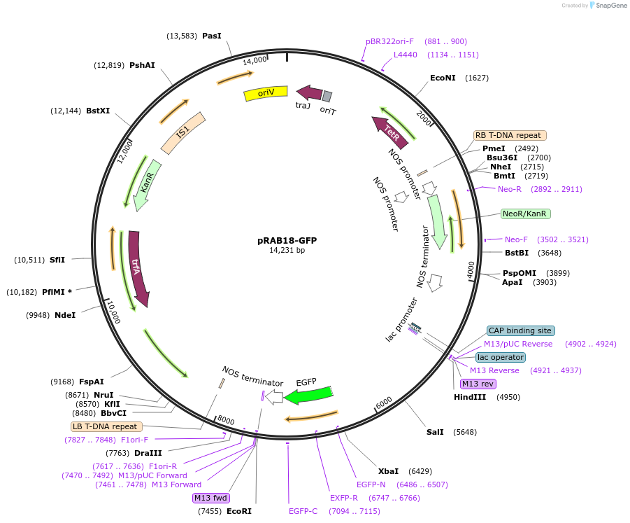 106984-plasmid-map-sequence-id-213041