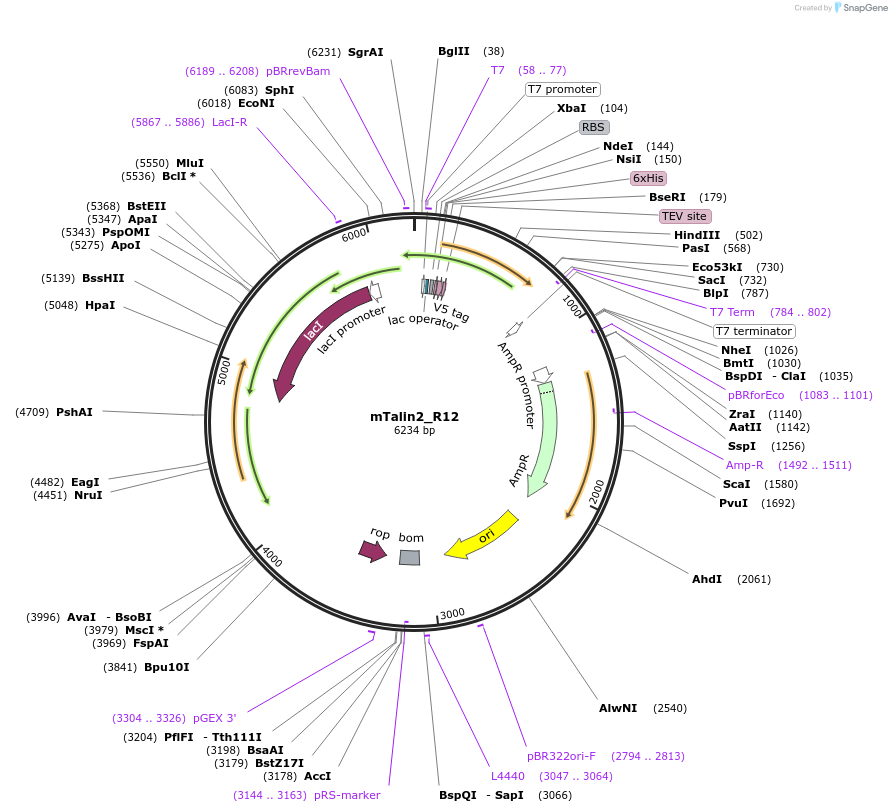 111045-plasmid-map-sequence-id-213042