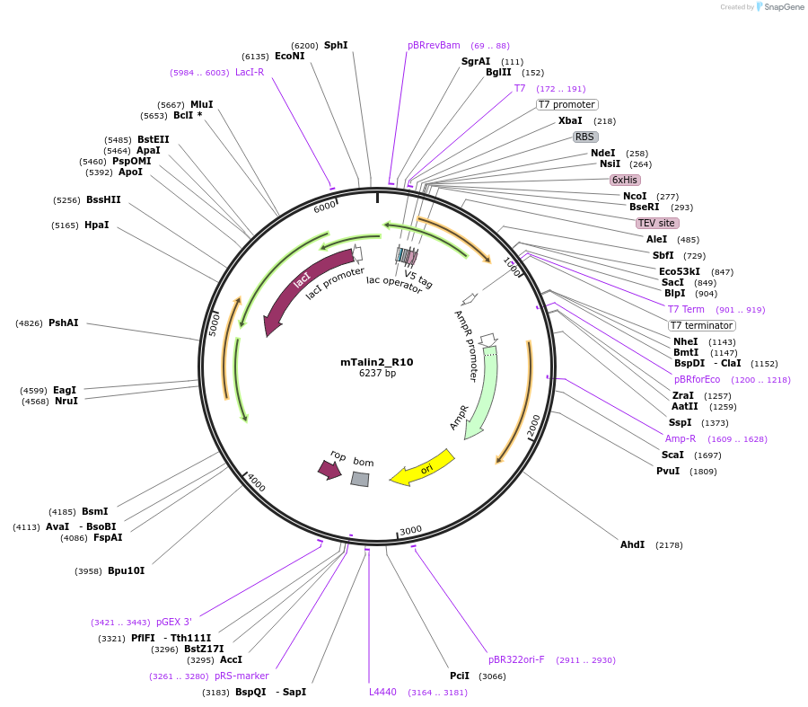 111043-plasmid-map-sequence-id-213046