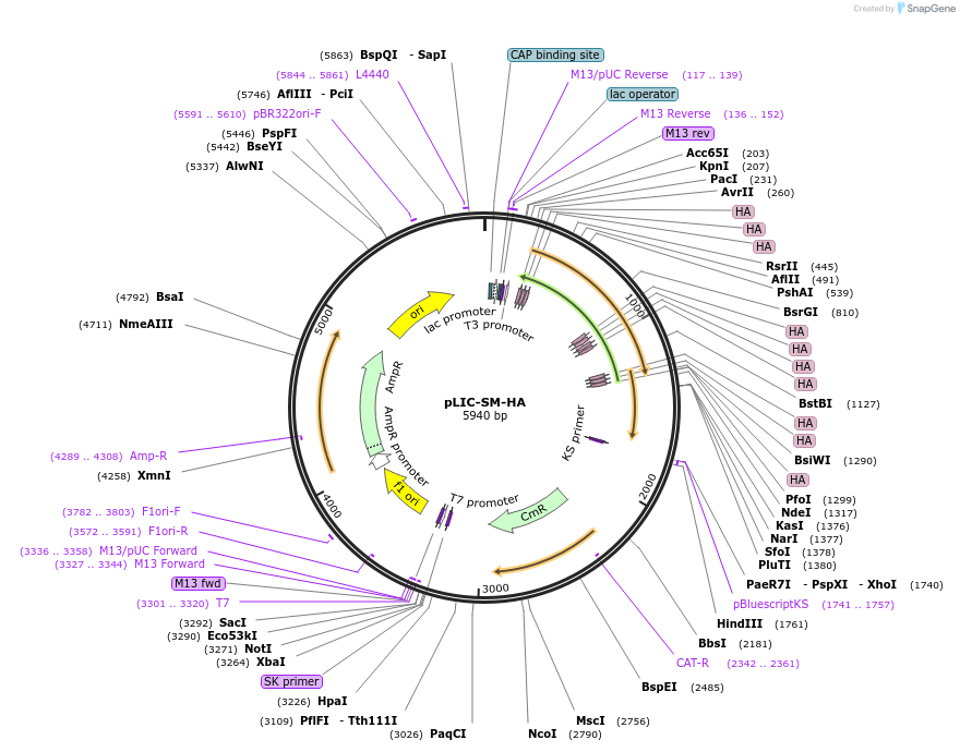 111188-plasmid-map-sequence-id-213047