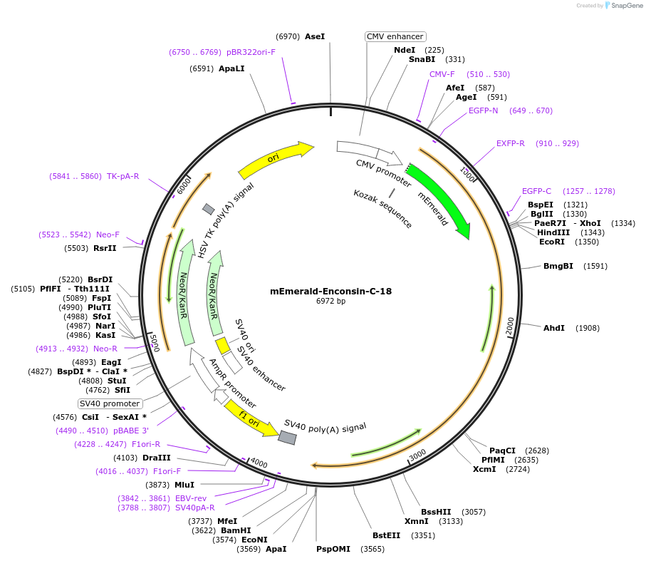 62753-plasmid-map-sequence-id-213048