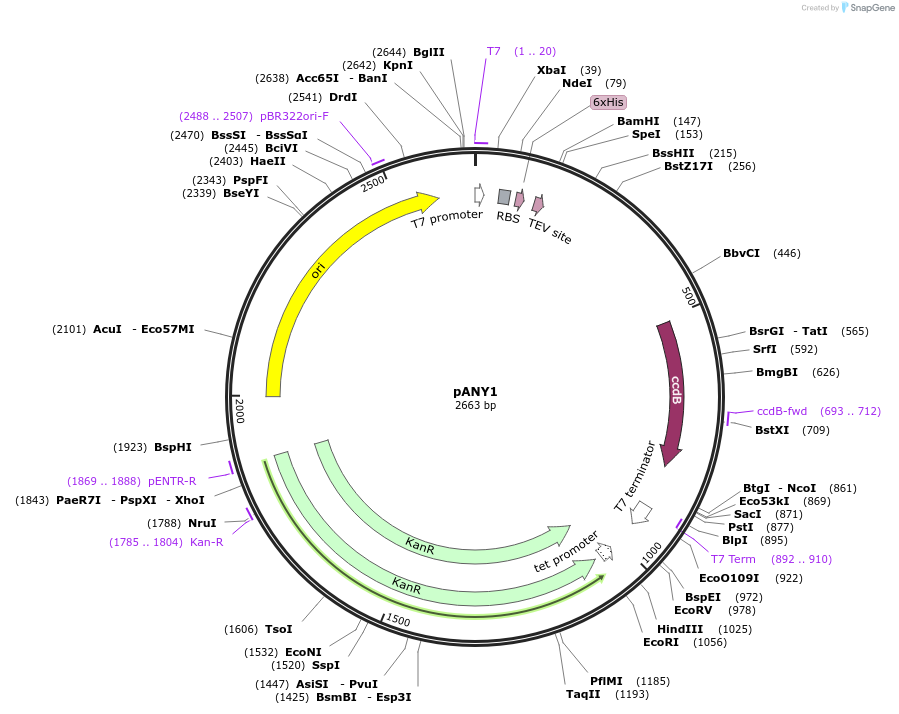 110949-plasmid-map-sequence-id-213051