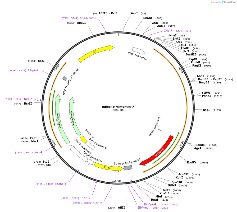 57520-plasmid-map-sequence-id-213052