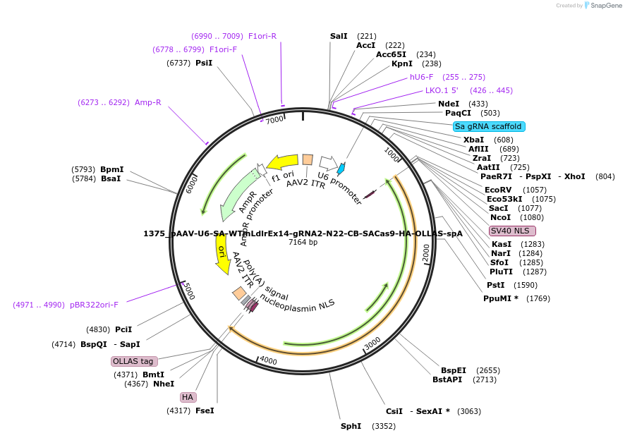 109311-plasmid-map-sequence-id-213053