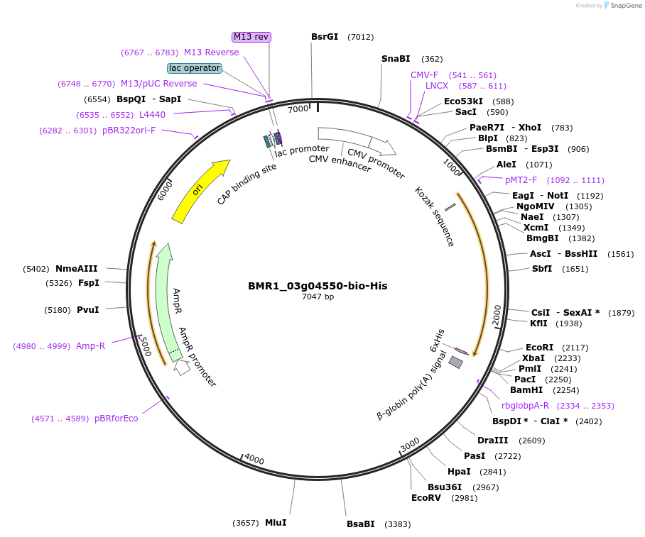 108026-plasmid-map-sequence-id-213058