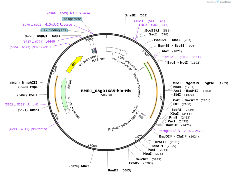 108014-plasmid-map-sequence-id-213060