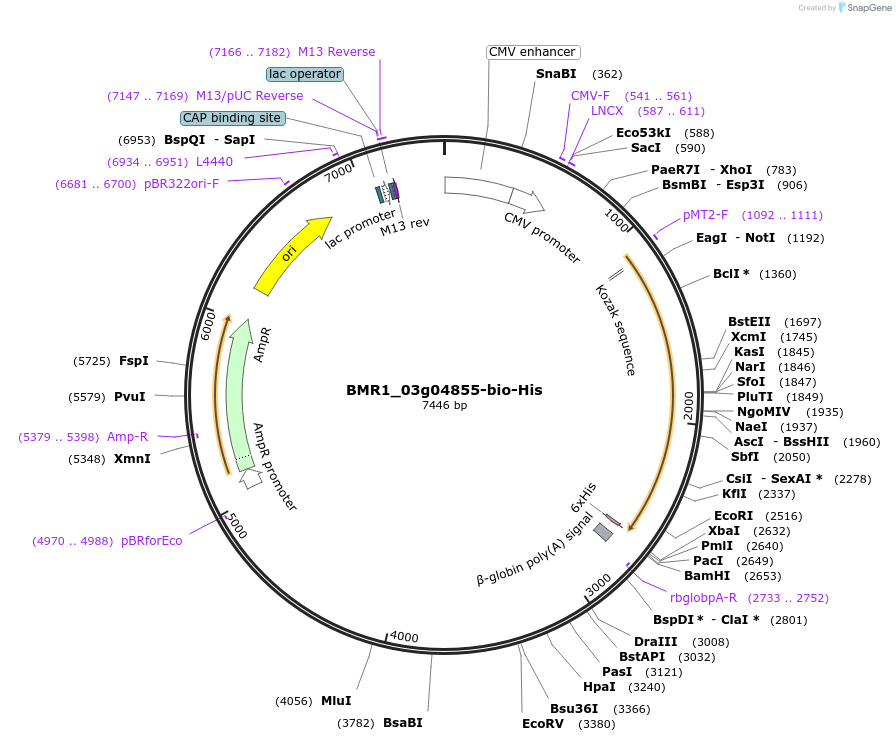 108024-plasmid-map-sequence-id-213061