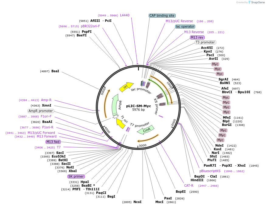 111189-plasmid-map-sequence-id-213065