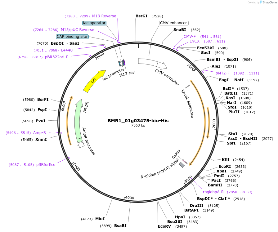 108020-plasmid-map-sequence-id-213067