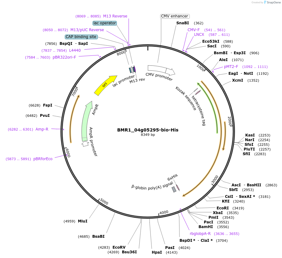 108027-plasmid-map-sequence-id-213070
