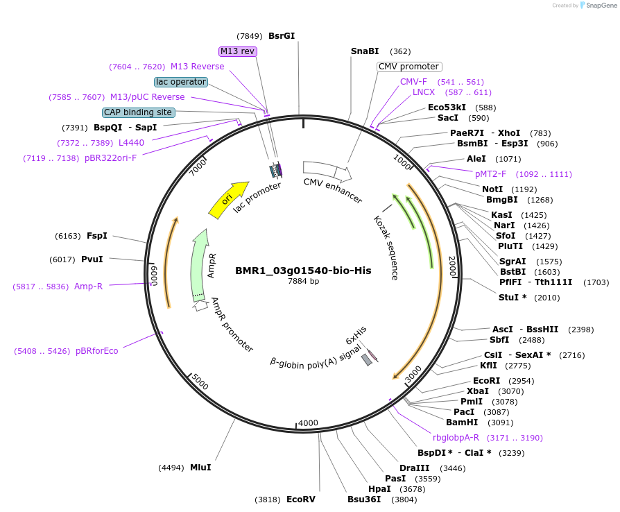 108043-plasmid-map-sequence-id-213071