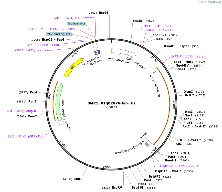 108038-plasmid-map-sequence-id-213076