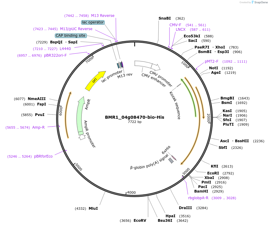 108035-plasmid-map-sequence-id-213081