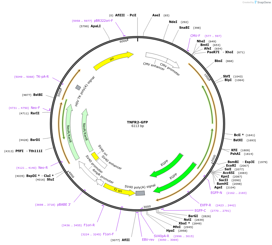 111207-plasmid-map-sequence-id-213090