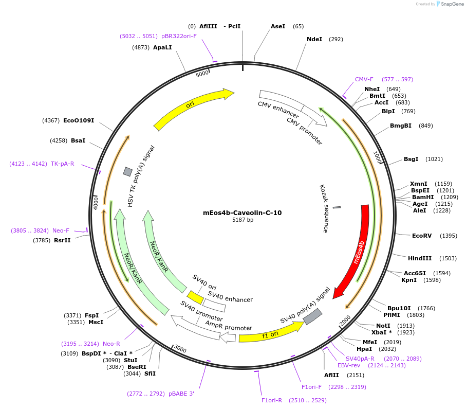 57503-plasmid-map-sequence-id-213105