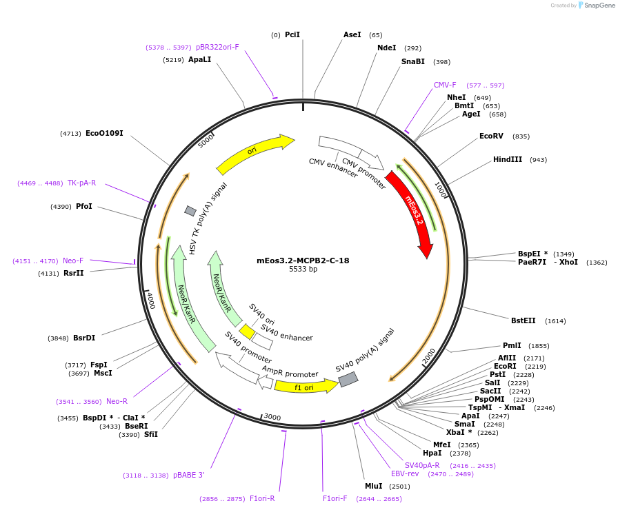 57473-plasmid-map-sequence-id-213120