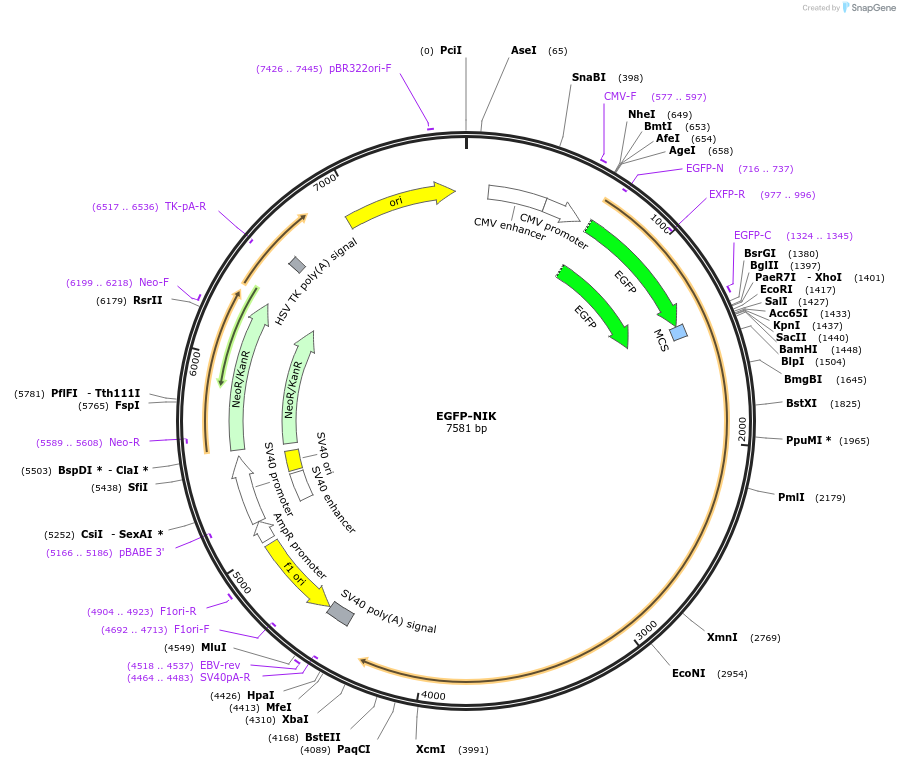 111197-plasmid-map-sequence-id-213124