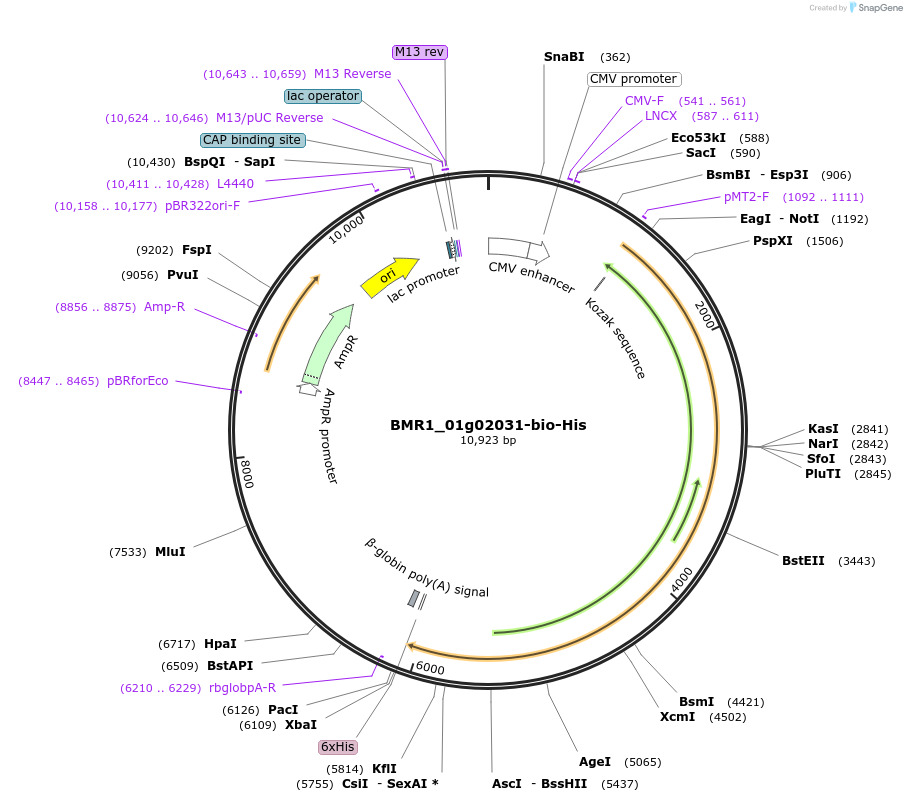 108116-plasmid-map-sequence-id-213134