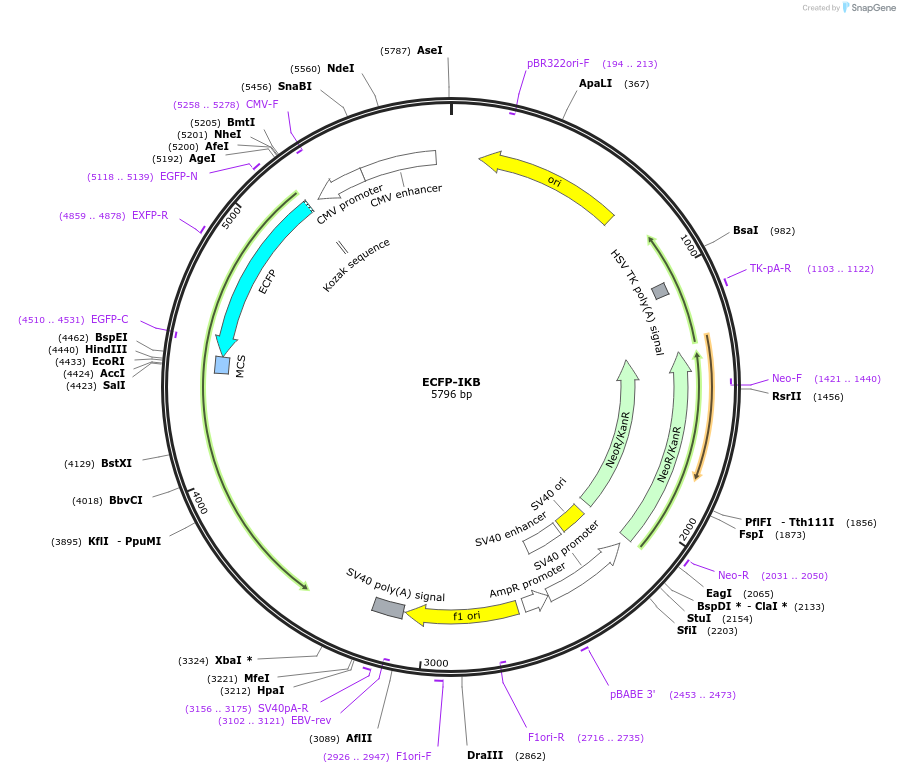 111193-plasmid-map-sequence-id-213136