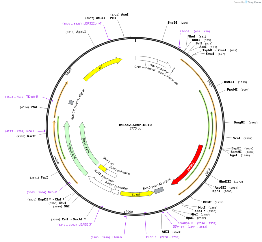 57341-plasmid-map-sequence-id-213142
