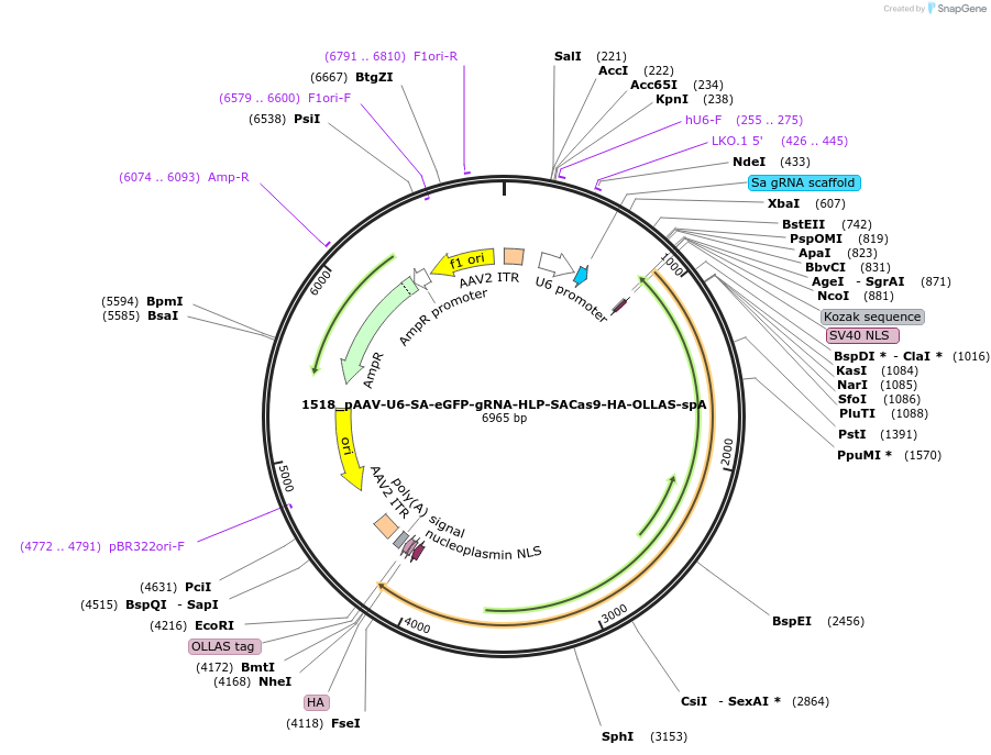 109316-plasmid-map-sequence-id-213145