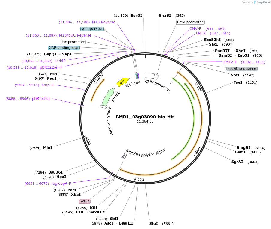 108032-plasmid-map-sequence-id-213146