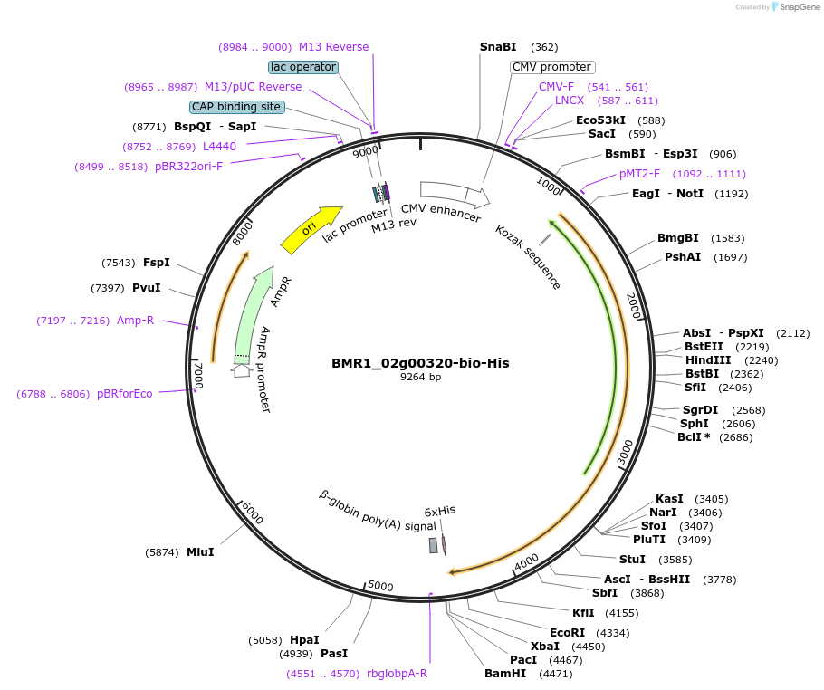 108028-plasmid-map-sequence-id-213147