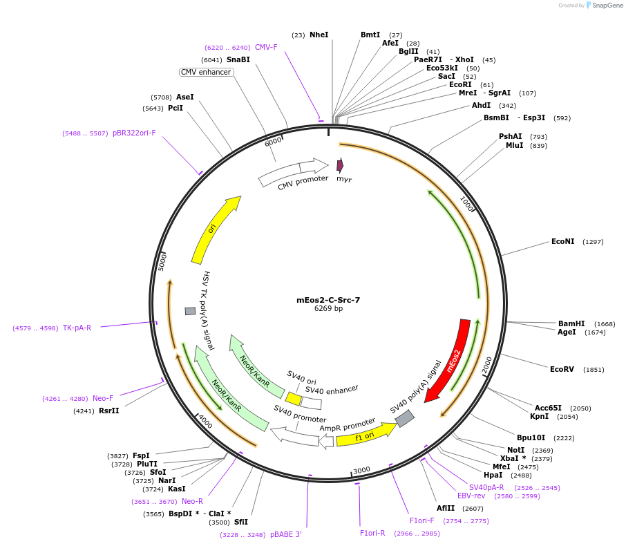 57363-plasmid-map-sequence-id-213148
