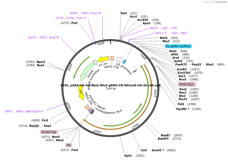 109320-plasmid-map-sequence-id-213156