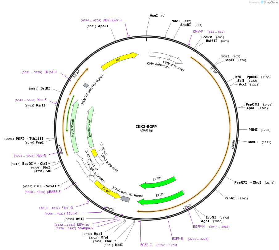 111195-plasmid-map-sequence-id-213157