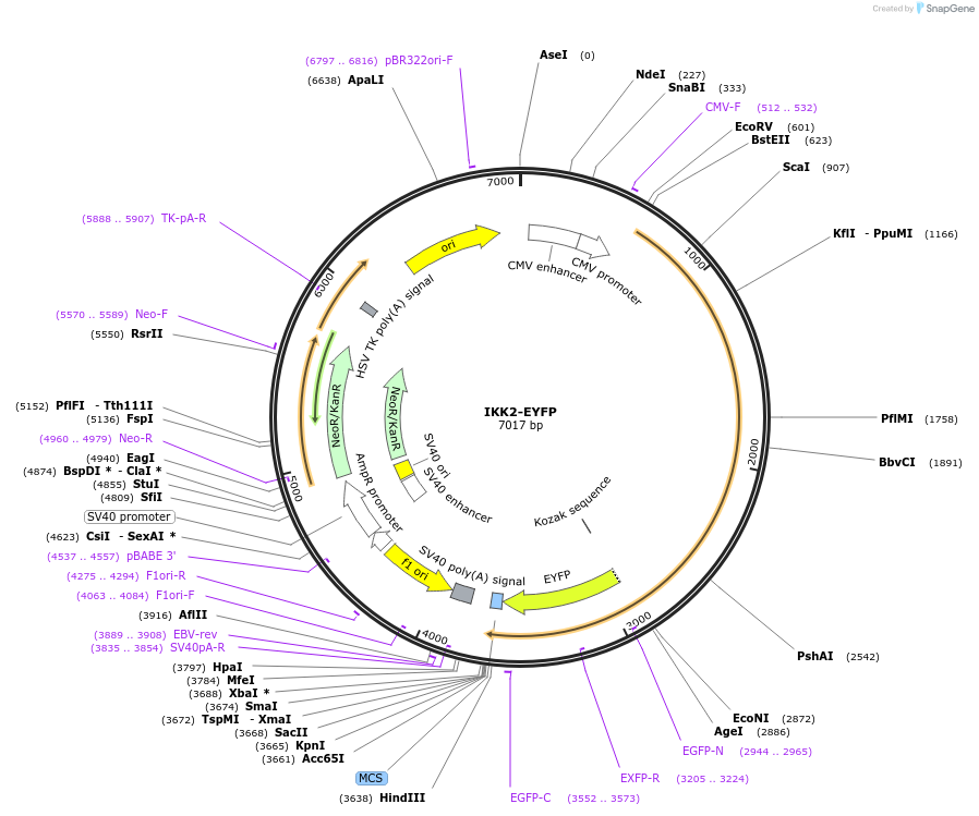111196-plasmid-map-sequence-id-213159