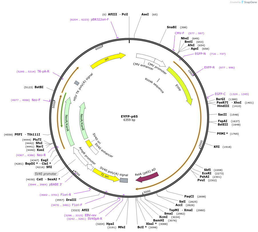 111192-plasmid-map-sequence-id-213161