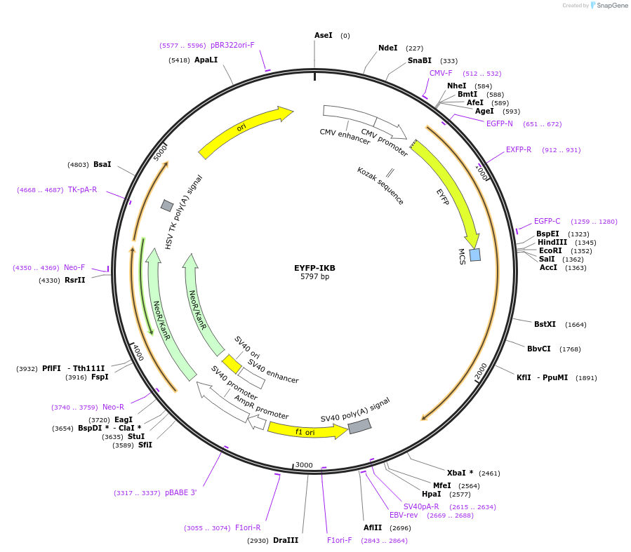 111194-plasmid-map-sequence-id-213162
