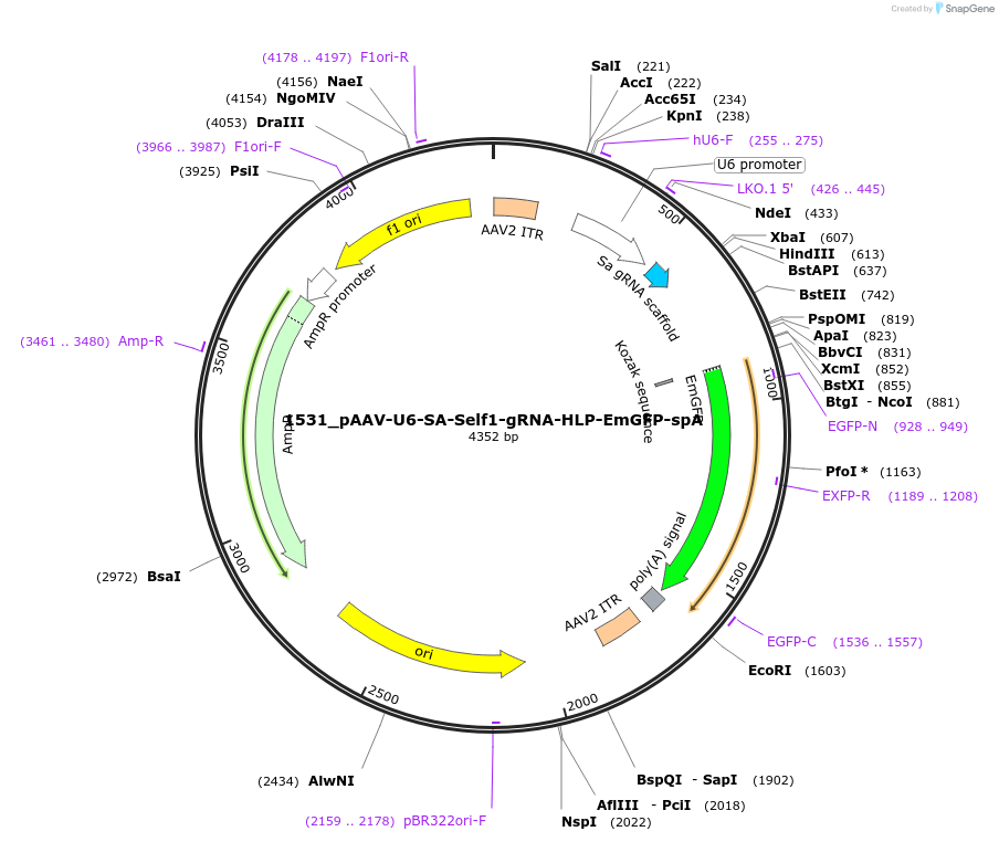 109318-plasmid-map-sequence-id-213163