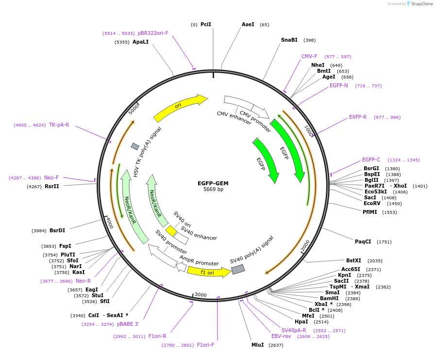111191-plasmid-map-sequence-id-213164