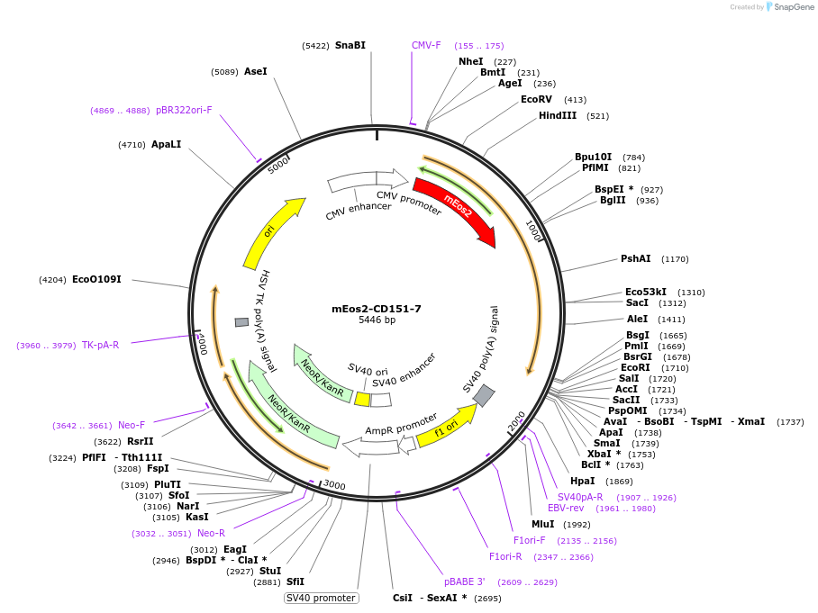 57358-plasmid-map-sequence-id-213165