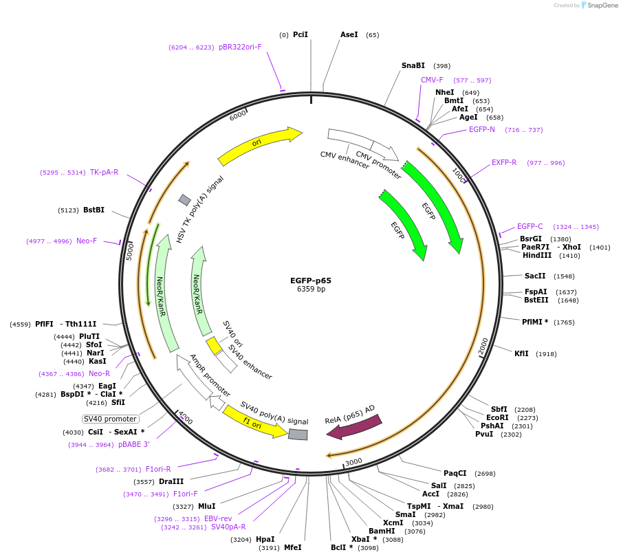 111190-plasmid-map-sequence-id-213170